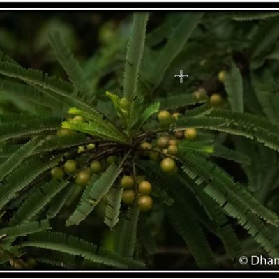 Maharashtra Nature park Visit 2022 04